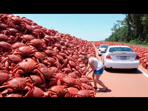 Видео: Эти Крабы Захватили ЦЕЛЫЙ Остров! Причина, По Которой Никто Не Ест Их, ПОРАЗИТ Вас!