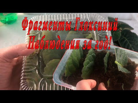 Видео: Фрагменты глоксиний. Наблюдения за год