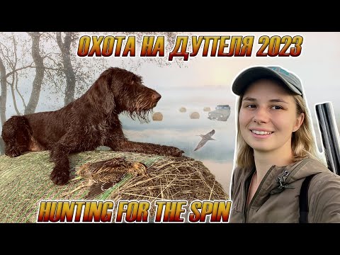 Видео: Охота на дупеля 2023 / Great snipe hunting 2023