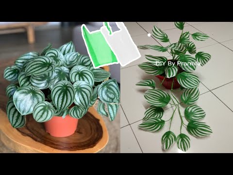 Видео: пеперомия арбуз из полиэтиленового пакета | крафт пластиковых пакетов