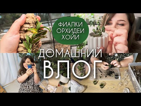 Видео: ВЛОГ: посылка от ТАЙНОГО САНТЫ, пересадки, черенкование