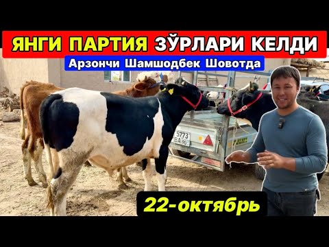 Видео: ЯНГИ ПАРТИЯ ЗОТДОР МОЛЛАР КЕЛДИ Арзончи Шамшодбек Шовотда 22-октября 2025 г.