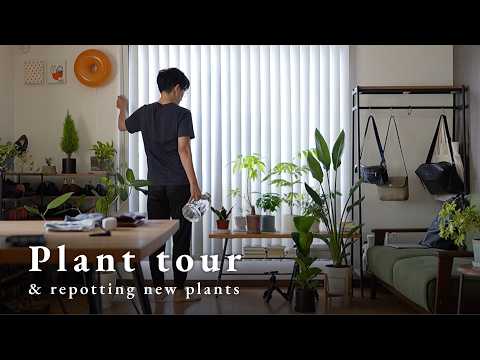 Видео: Постепенно увеличивающееся количество комнатных растений / Мои любимые горшки и пересадка