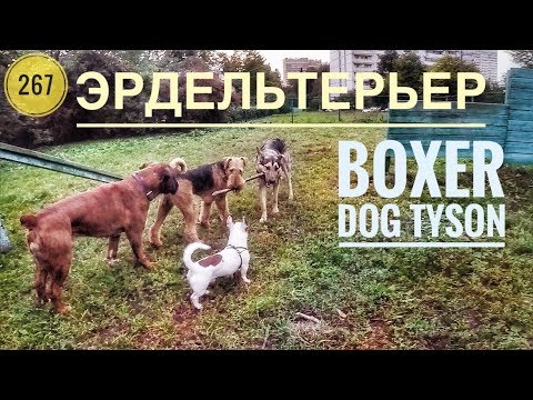 Видео: Прогулка с боксёром.Эрдельтерьер.На площадке