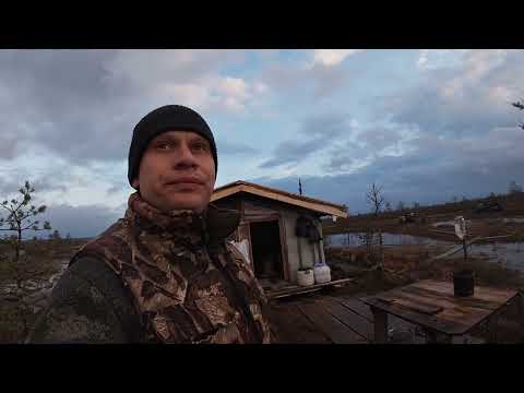 Видео: Охота на гуся в Вологодской области 2024