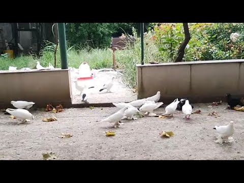 Видео: Бойние голуби. Вакцинируем голубей ласотой. 16.07.25 Грузия Тбилиси
