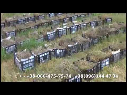 Видео: 100 Маточников Червя  2-я Серия