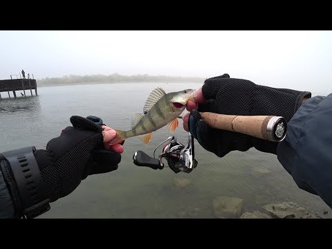 Видео: Оторвался поводок