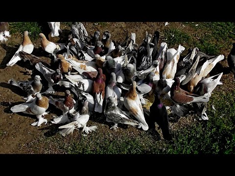 Видео: Как разгоняю голубей когда летать не могут? Засиделись или Залиняли???