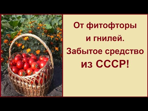 Видео: ОТ ФИТОФТОРЫ И ГНИЛЕЙ! ЗАБЫТОЕ СРЕДСТВО! ПРИВЕТ ИЗ СССР!