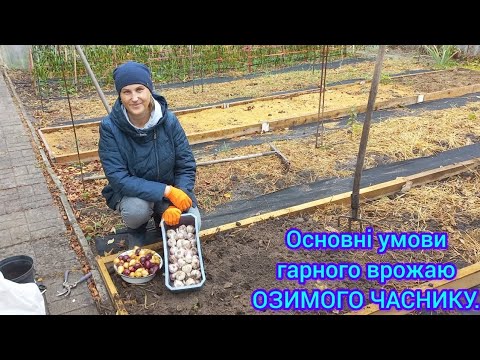 Видео: САДЖАЮ ОЗИМИЙ ЧАСНИК🧄Підготовка Грядки під ЦИБУЛЮ🧅та МОРКВУ🥕#грядкадляозимогочаснику#озимийчасник