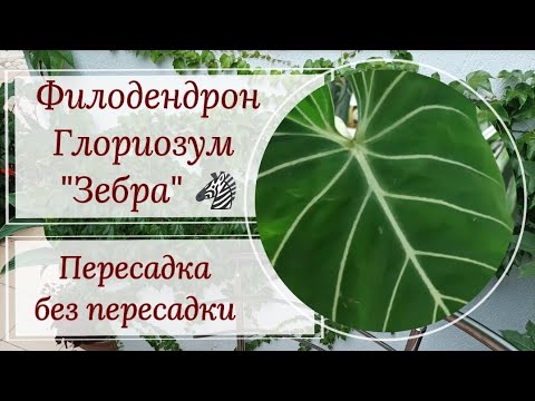 Видео: Филодендрон Глориозум 🦓 Зебра 🦓. Пересадка без пересадки.