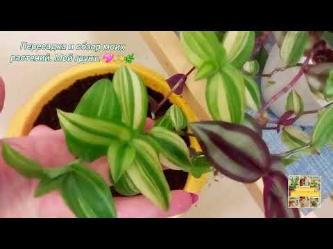 Видео: Обзор моих растений| Пересадка| Мой грунт.💖🫶🌿