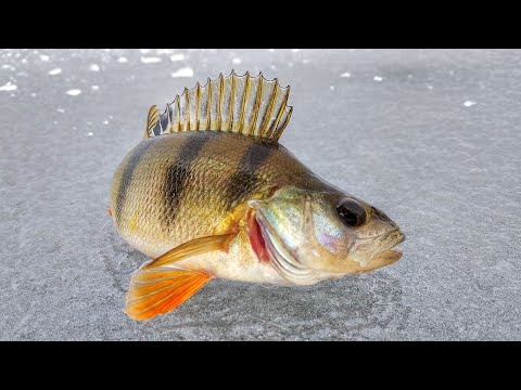 Видео: Как выбрать балансир на окуня? Лучшие балансиры