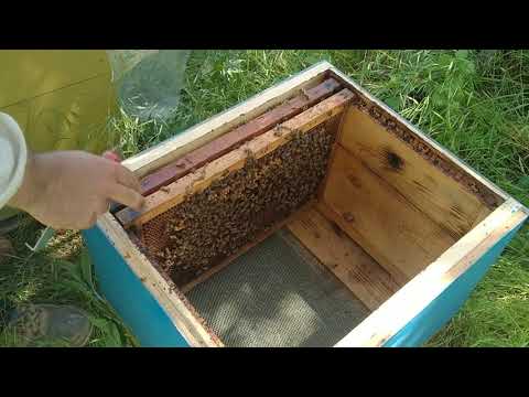 Видео: Майские отводки,на две рамки пчелы!расширение пасеки!