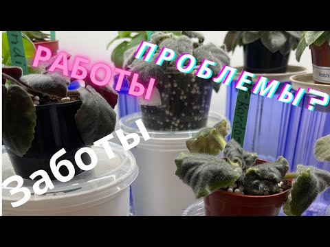 Видео: Работа с фиалками  Кристатность??// Looking after violets. Zippering??