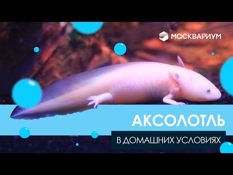 Видео: Как завести аксолотля у себя дома. Обустройство аквариума