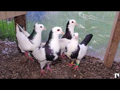 Видео: Мои голуби в начале 2020 года