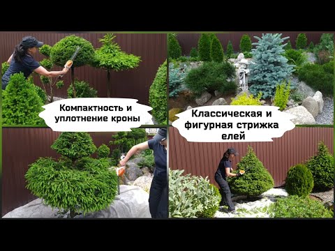 Видео: Классическая и фигурная стрижка елей.