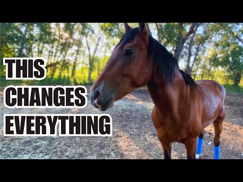 Видео: Нам нужно поговорить о Скелеторе ❤️