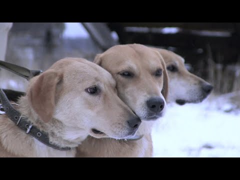 Видео: Охота на зайцев с гончими собаками