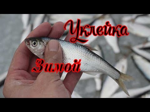 Видео: Как поймать Уклейку Зимой. Ловля Уклейку на льду.