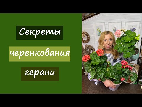 Видео: Секреты черенкования герани