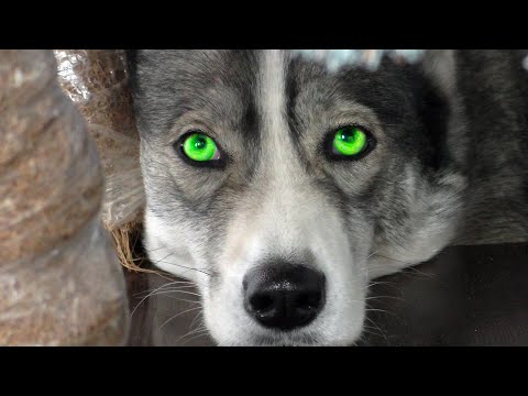 Видео: Я РЖАЛ до УТРА, Собака с ЧЕЛОВЕЧЕСКИМ ЛИЦОМ