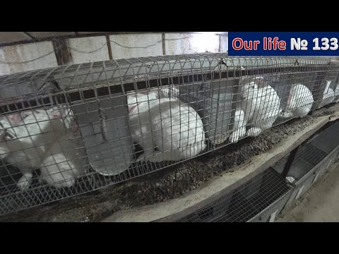 Видео: Важные дни в кролиководстве. Как увеличить производительность на ферме?