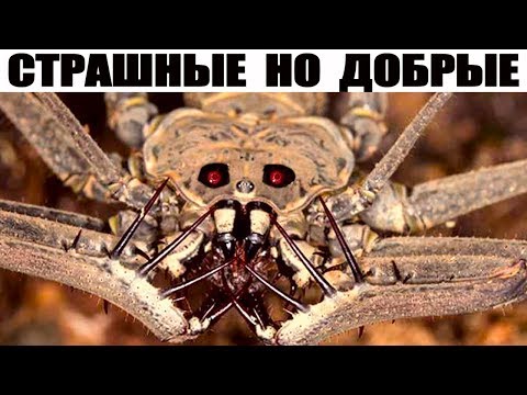 Видео: 8 Жутко страшных но безопасных животных