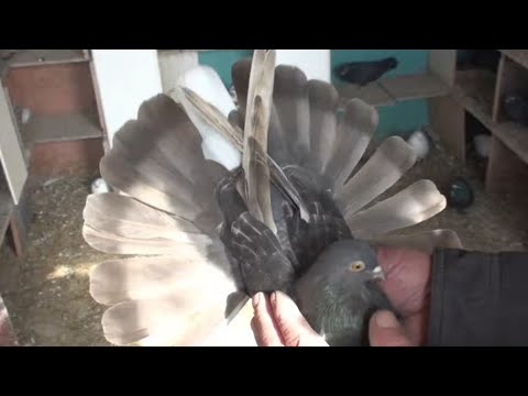 Видео: Голуби з багатими хвостами. В гостях у Сергія