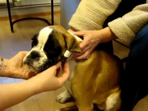 Видео: Подклеиваем некупированные уши боксера