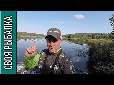 Видео: Отчёт о рыбалке река Хотча в августе