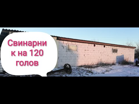 Видео: Ферма на 120 голов свиней.Часть 2! Зароботок на свиньях!