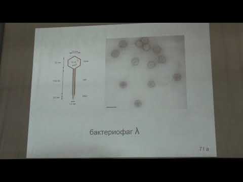 Видео: Карпова О. В. - Вирусология - Классификация вирусов. РНК-содержащие вирусы