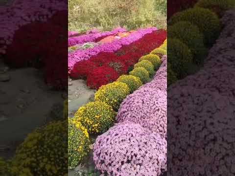 Видео: Кадамжайда гүл өстүрүп киреше тапкан Жаркынай Мырзаева
