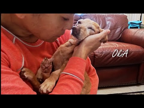 Видео: #37 Прощаюсь с любимой таксой после 17 лет