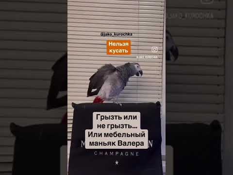 Видео: Валера орел #попугай#давайтедружить #musicremix#подпишись#юмор #смешныепопугаиговорящие#рекомендации