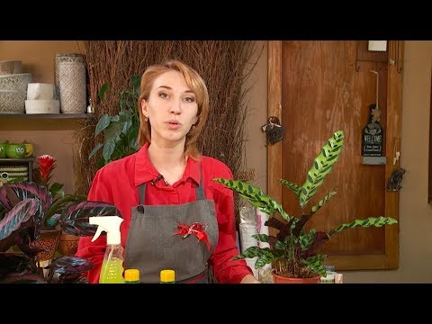 Видео: "Удачная среда" - ухаживаем за калатеей (Бийское телевидение)