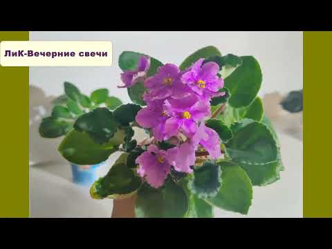 Видео: Фитиль для фиалок. Заменяю Грунтовку