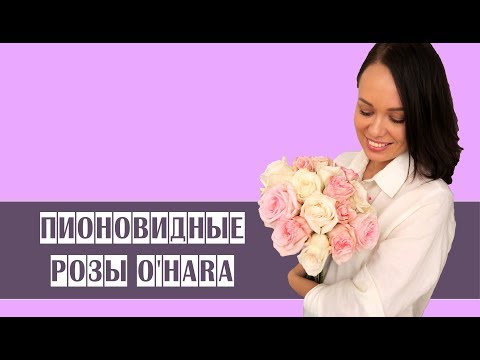 Видео: Пионовидные розы O"Hara // особенности // свежие цветы //букет из роз