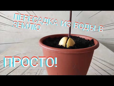 Видео: КАК ПОСАДИТЬ АВОКАДО ИЗ ВОДЫ В ЗЕМЛЮ. АВОКАДО ИЗ КОСТОЧКИ В ДОМАШНИХ УСЛОВИЯХ.