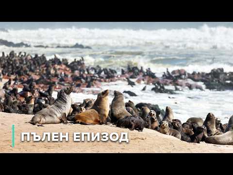 Видео: Дива природа: брегове и пустинни цветя | Скритите царства на Африка 103 + 104