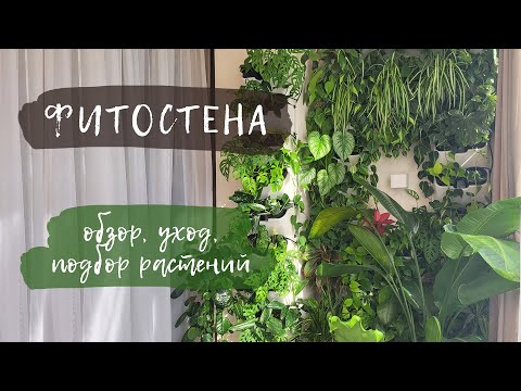 Видео: Фитостена | Обзор, уход, подбор растений