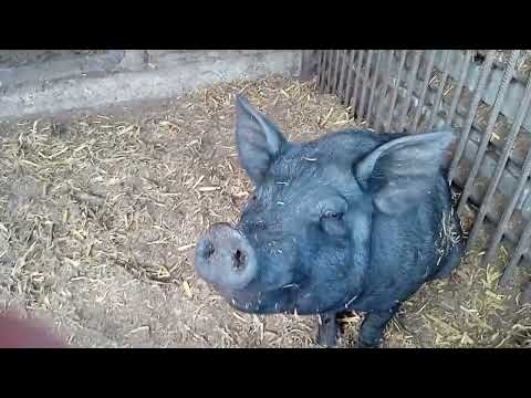 Видео: Сільський дворик