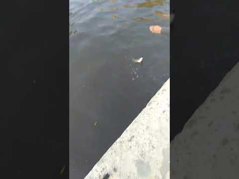 Видео: Без кеп