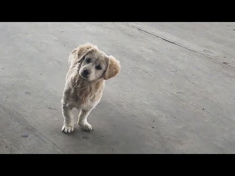 Видео: У меня есть безумная идея - я хочу взять тебя с собой!