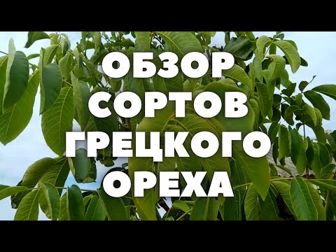 Видео: ОБЗОР СОРТОВ ГРЕЦКОГО ОРЕХА