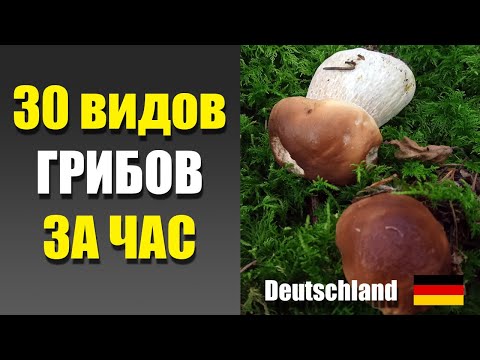 Видео: Грибы в Германии 2025. 30 ВИДОВ ГРИБОВ ЗА ЧАС! Грибной квест 