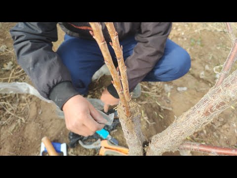 Видео: ПАЙВАНД КИЛИШ СИРЛАРИ АСЛО АДАШМАНГ 🤦- ИСКАНА ПАЙВАНД, КУРТАК ПАЙВАНД УРГАНАМИЗ